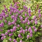 Stachys officinalis Характер