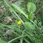 Lathyrus aphaca Feuille