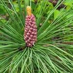 Pinus resinosa Blodyn