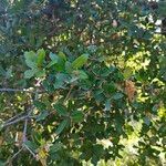 Quercus phillyreoides Yaprak
