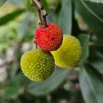 Arbutus andrachne फल