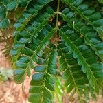 Albizia gummifera Leaf