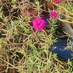 Portulaca grandifloraКветка