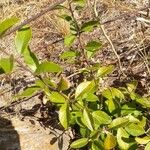 Sideroxylon lanuginosum Leaf