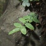 Hemionitis glabella Leaf