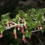 Ribes roezlii Habit