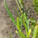 Setaria viridis Flor