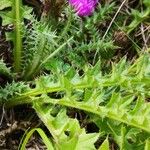 Cirsium acaule Liść