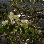 Rhododendron campylocarpum Habitat