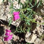 Antirrhinum australeBlomma