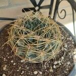 Gymnocalycium baldianum Blatt