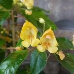 Impatiens auricoma