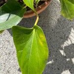 Anthurium nymphaeifolium Frunză