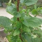 Greyia flanaganii Hoja