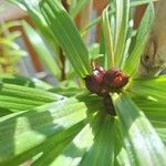 Lilium bulbiferum L.Cvet