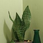 Sansevieria zeylanica Liść