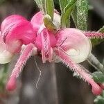 Grevillea lanigera Flower