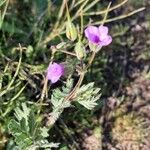 Erodium botrys Flor