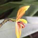 Mormolyca ringens Flor