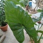 Alocasia macrorrhizos 葉