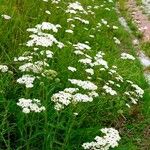 Achillea × roseoalba Pokrój