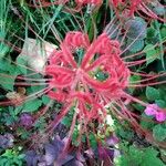 Lycoris radiata Blomst