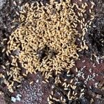 Eragrostis curvula 樹皮