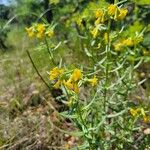 Lithospermum multiflorum Кветка