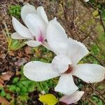 Magnolia × soulangeana Квітка