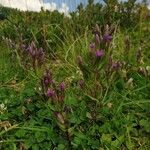 Gentianella rhaetica