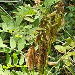 Astragalus frigidus পাতা