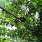 Ficus hispida Fruit