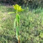 Euphorbia platyphyllos 叶