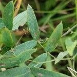 Lathyrus palustris 葉