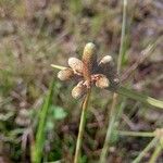 Fimbristylis squarrosa Flower