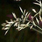Festuca pallens Otro