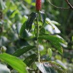 Costus woodsonii Habit