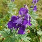 Aconitum napellusFleur