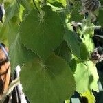 Abutilon grandifolium മറ്റ്