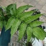 Coniogramme emeiensis Hoja