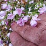 Lewisia congdonii Blüte