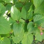 Clerodendrum trichotomum Leaf