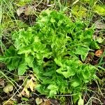 Lactuca sativa Habit