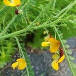 Sesbania herbacea Floare
