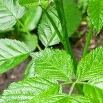 Rubus scaber Feuille