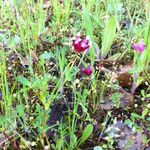 Trifolium depauperatum Hábitos