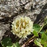 Trifolium occidentale Blomma