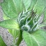 Helianthus annuus Other