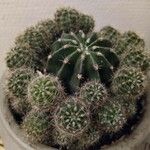 Echinopsis oxygona Hoja