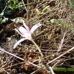 Colchicum longifolium Flower